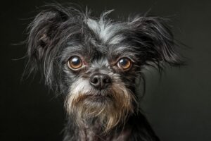adotar um cão idoso