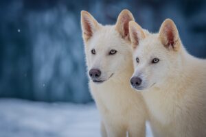 Lobo terrível volta a vida após 13.000 anos