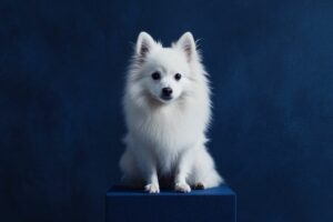 Spitz Alemão