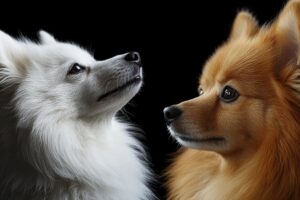 Spitz Japones e alemão
