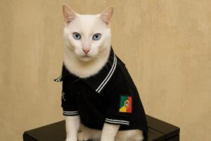 Thai, gata resgatada nas enchentes do RS