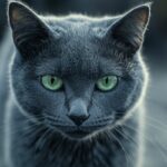 Raça Gato Azul Russo