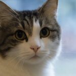 o misterioso gato Oscar que previa a morte