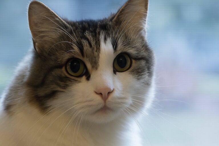 o misterioso gato Oscar que previa a morte