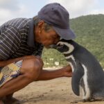 amizade incrível pinguim dindim