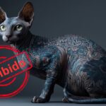 Tatuagens e piercings proibidos em pets no Brasil