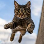 gatos são extraordinários