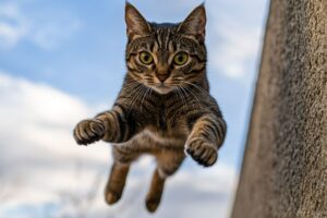 gatos são extraordinários