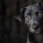 Voce pode me ver agora? Cães pretos.