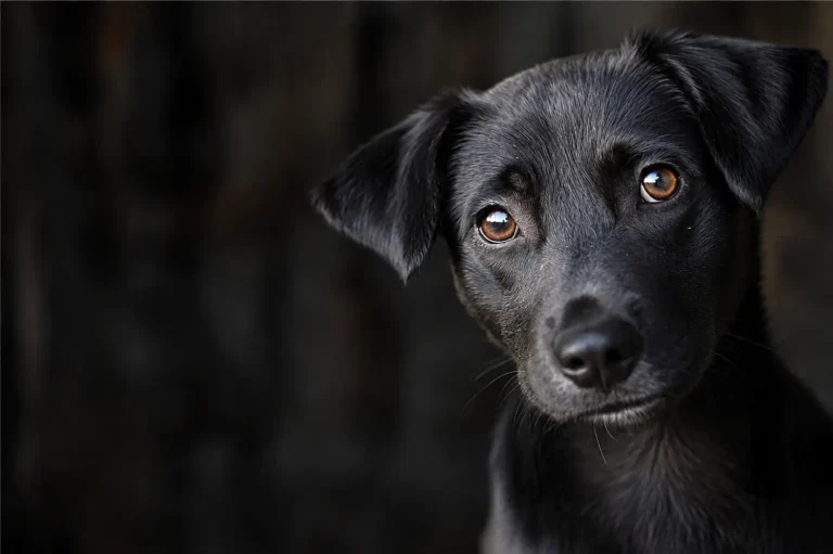 Voce pode me ver agora? Cães pretos.
