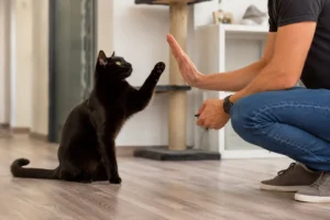 Como treinar o seu gato com reforço positivo?