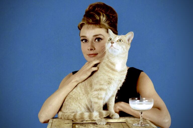 famosos que amam gatos