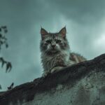 Não adote um gato