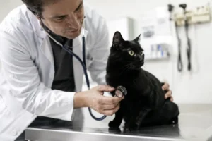 Saúde e felicidade felinas, como priorizar o bem estar do seu gato.
