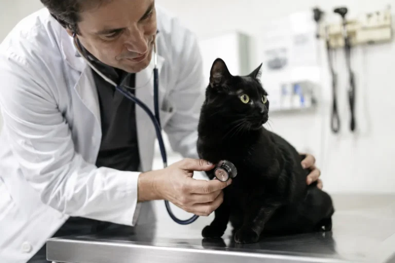 Saúde e felicidade felinas, como priorizar o bem estar do seu gato.