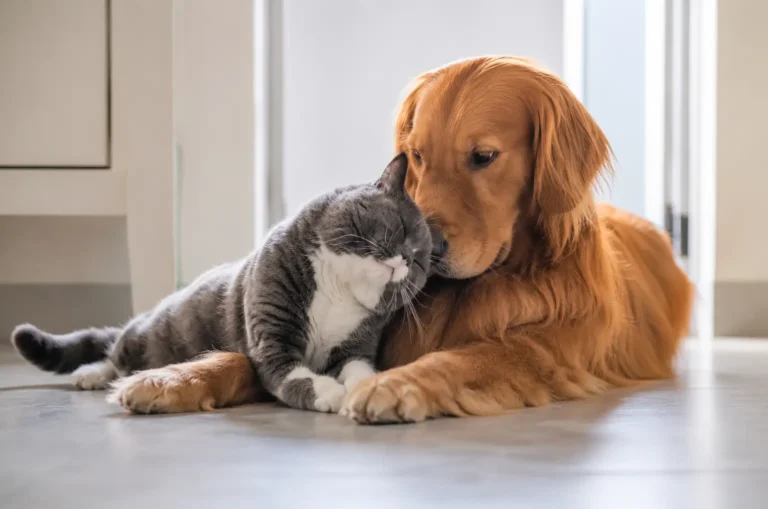 Convivência entre cães e gatos é possível?