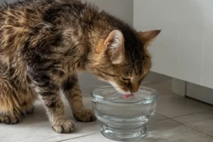 Gatos com problemas renais, saiba o que fazer.