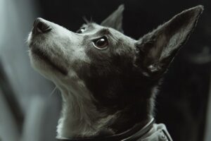 cães no espaço - Laika