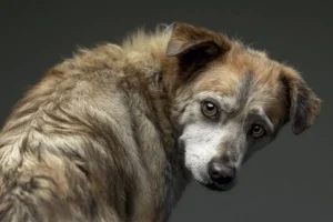 sinais de dor ou doença em cães