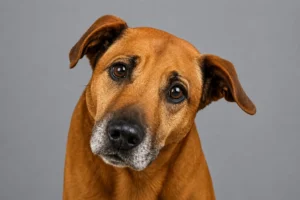King, do abandono no Brasil a adoção na Suiça.