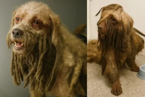 Cão Scooby processa ex tutora