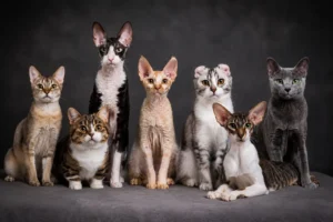 As sete menores raças de gatos do mundo