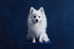Spitz Alemão