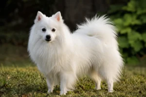 Conheça o lindo cão da raça Spitz Japones.