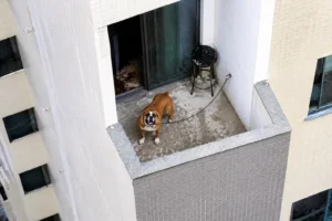 Proibição de acorrentar cães e gatos