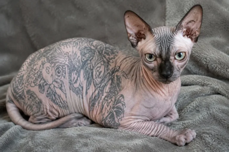Tatuagem pet