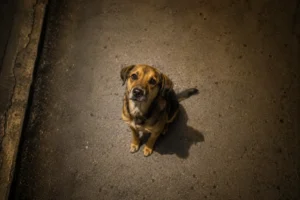 Aumentam os casos de maus tratos a animais