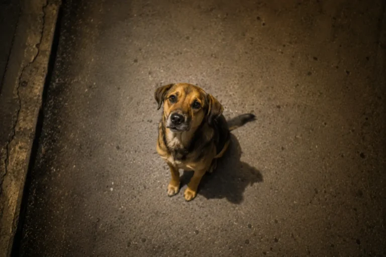 Aumentam os casos de maus tratos a animais