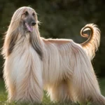 Afghan Hound, uma raça rara no Brasil, porém muito. interessante
