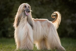 Afghan Hound, uma raça rara no Brasil, porém muito. interessante