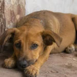 O que é considerado maus tratos a animais. Situações, consequências e como denunciar.