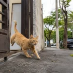 Por que gatos fogem de casa?