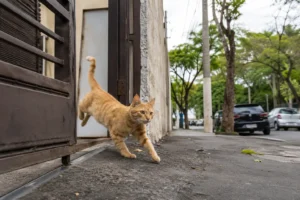 Por que gatos fogem de casa?