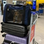 Transporte aéreo de cães, saiba os detalhes.