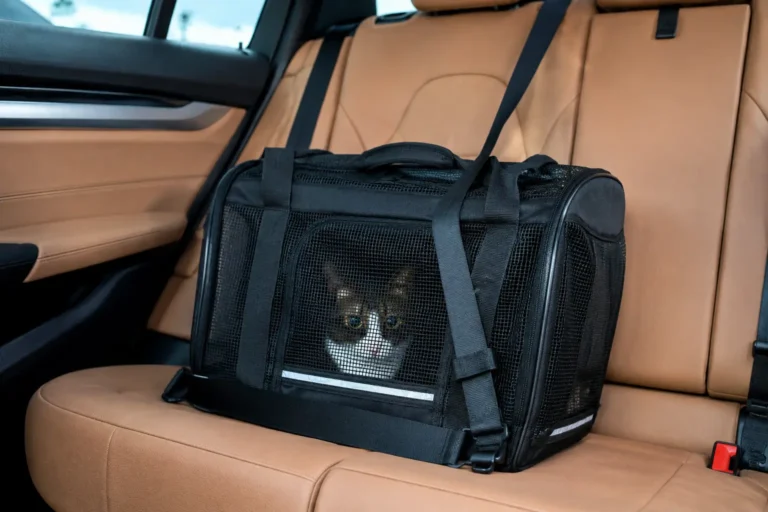 Dicas para viajar com seu gato de forma segura.