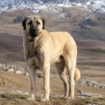 Kangal turco, o gigante guardião da Turquia.
