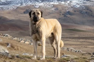 Kangal turco, o gigante guardião da Turquia.