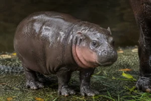 Moo Deng, um dos animais mais famosos da internet.