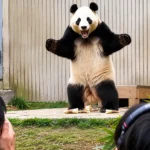 Fu Bao, o panda gigante que emocionou o mundo.