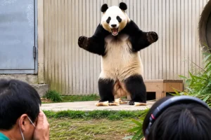 Fu Bao, o panda gigante que emocionou o mundo.