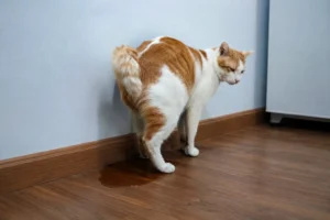 Gatos castrados que fazem xixi fora da caixa de areia. Possíveis causas.