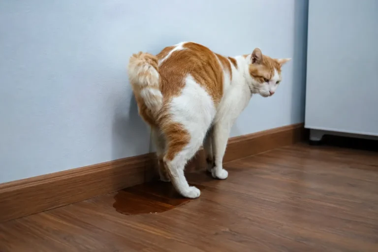 Gatos castrados que fazem xixi fora da caixa de areia. Possíveis causas.