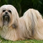 Lhasa Apso, uma das raças mais antigas do mundo.