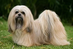 Lhasa Apso, uma das raças mais antigas do mundo.