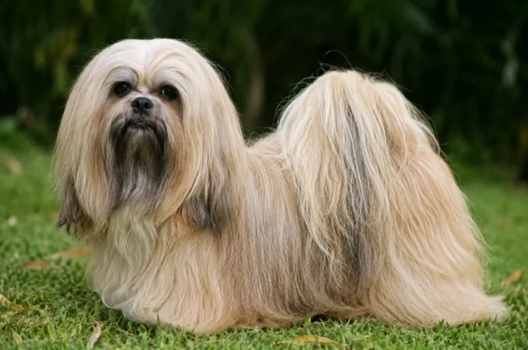 Lhasa Apso, uma das raças mais antigas do mundo.