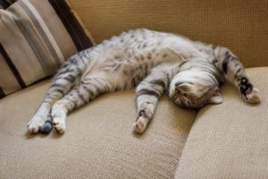 Por que gatos dormem por tempos prolongados?